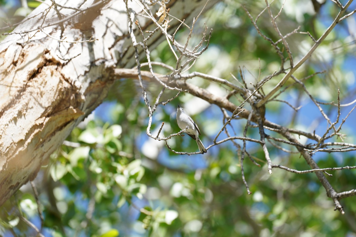 Blue-gray Gnatcatcher - ML649264908