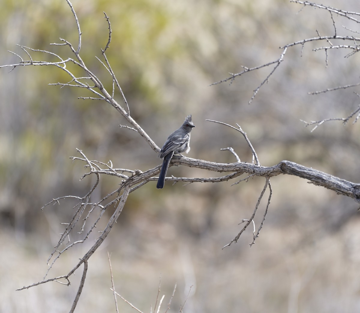 Phainopepla - ML649264916