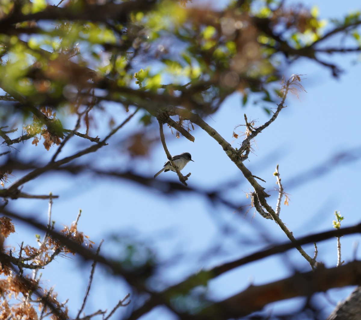Blue-gray Gnatcatcher - ML649264929