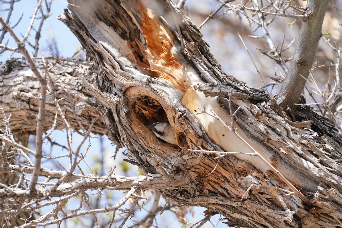 House Sparrow - ML649264971