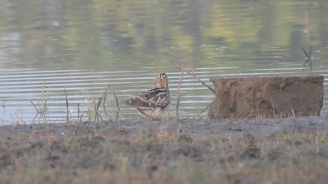 Istingor arrunta - ML649264972