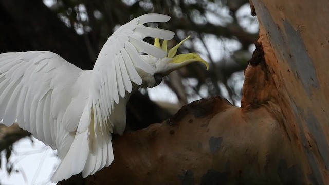Sulphur-crested Cockatoo - ML649264977