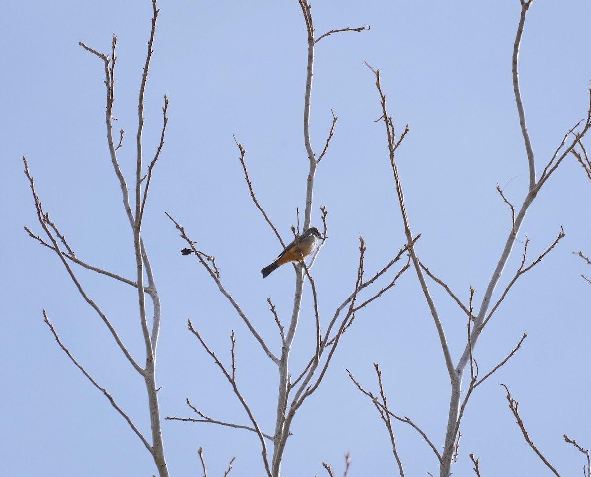 Say's Phoebe - ML649264986