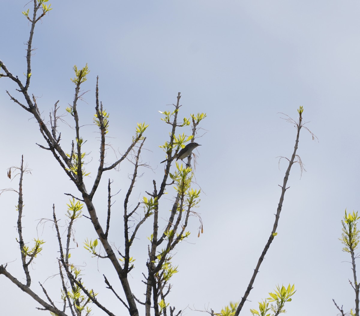 Blue-gray Gnatcatcher - ML649264997