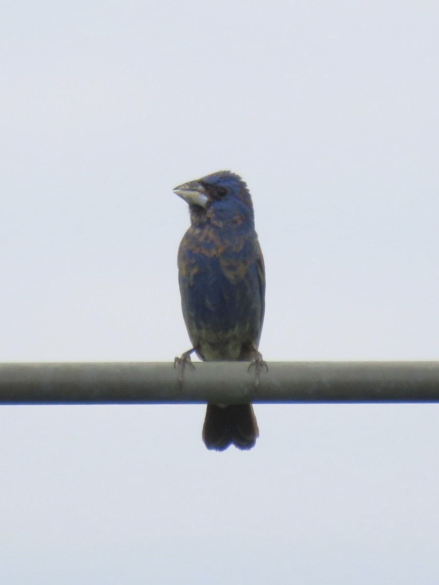 Blue Grosbeak - ML649265029