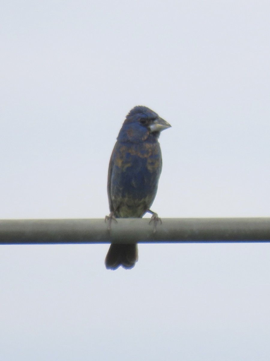 Blue Grosbeak - ML649265036