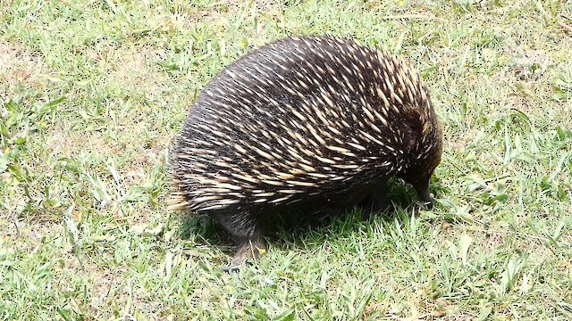 Short-beaked Echidna - ML649265046