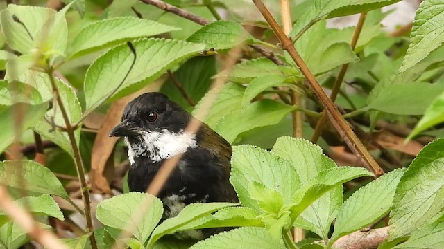 Eastern Whipbird - ML649265055
