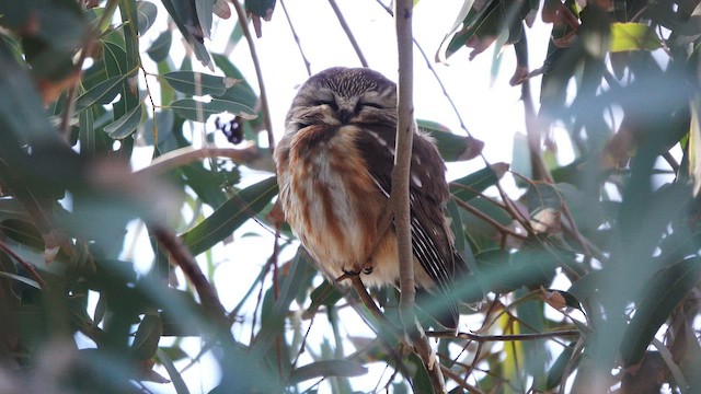 Northern Saw-whet Owl - ML649265078