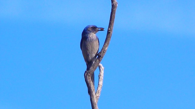 Woodhouse's Scrub-Jay - ML649265086