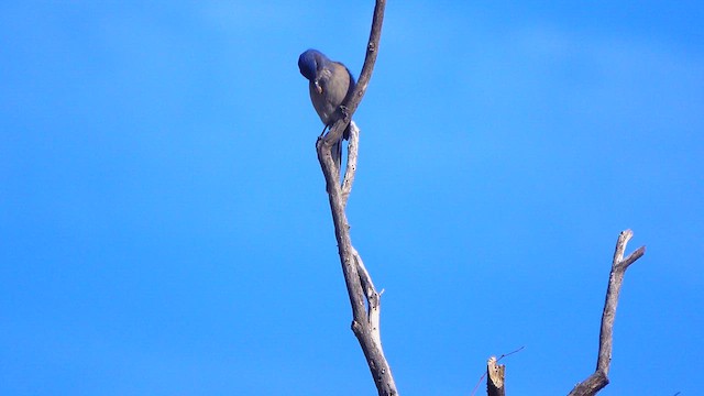 Woodhouse's Scrub-Jay - ML649265118