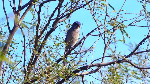 Woodhouse's Scrub-Jay - ML649265188