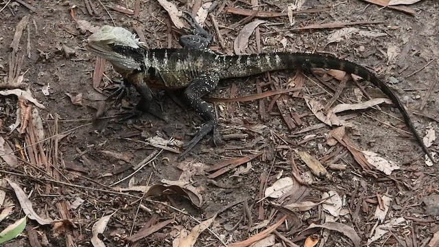 Animals - ML649265325