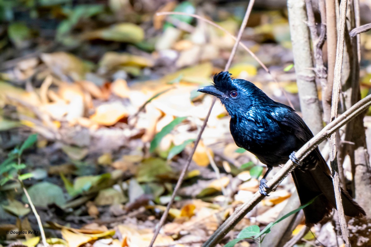 Дронго великий - ML649265526