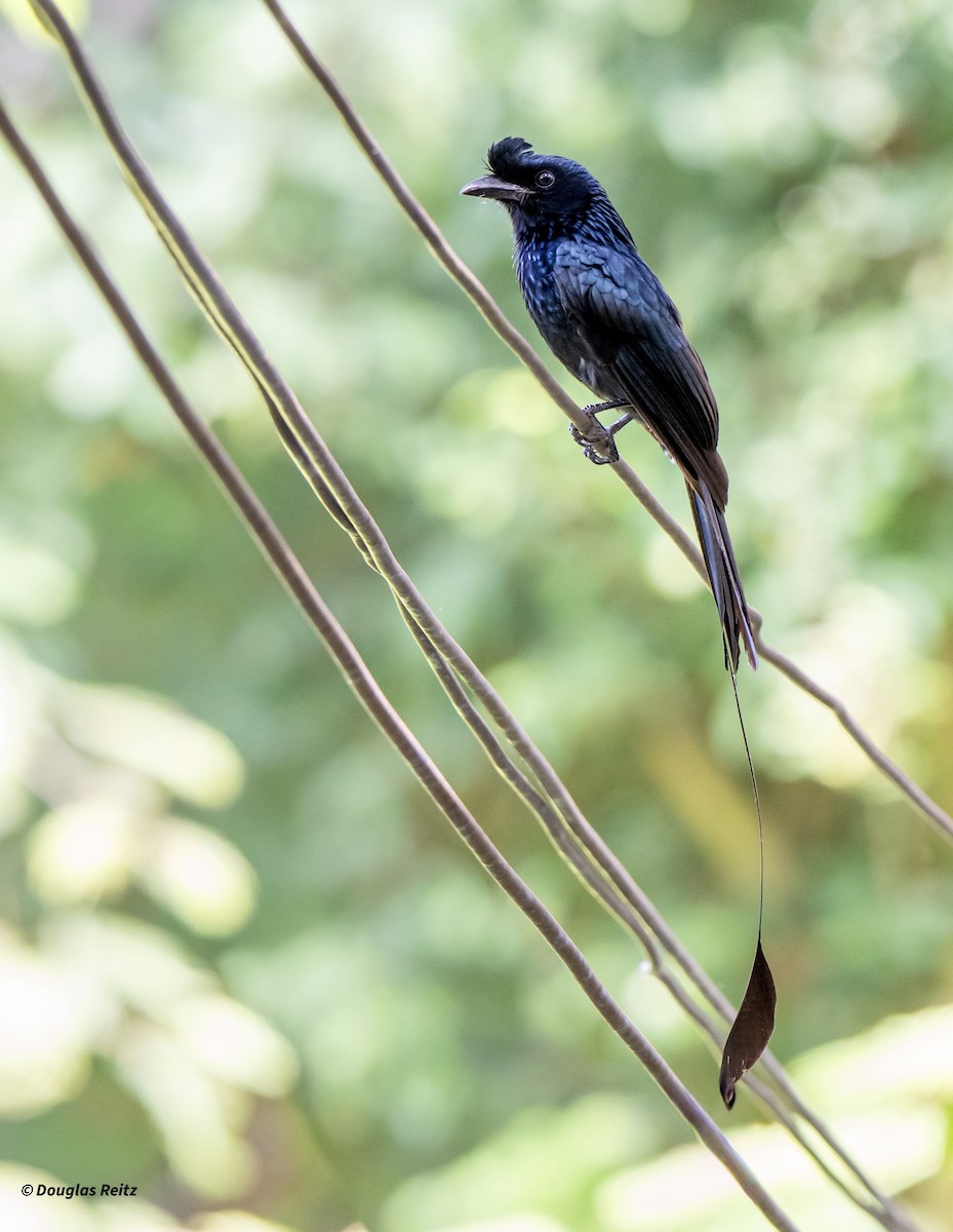 Дронго великий - ML649265631