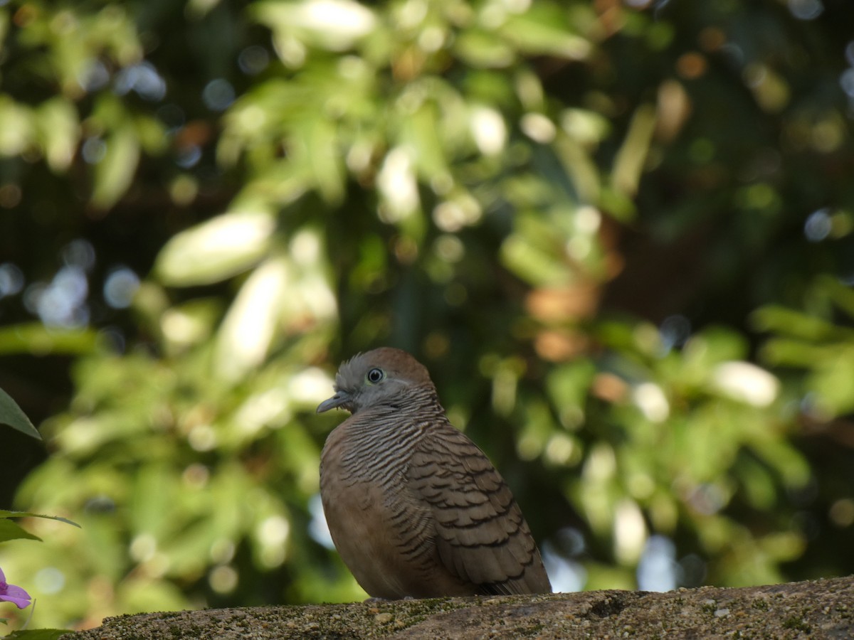 Zebra Kumrusu - ML649265801