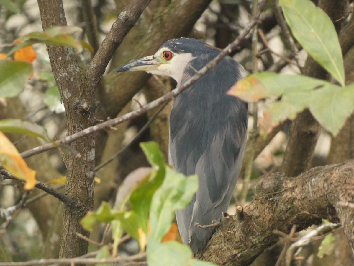 Gece Balıkçılı - ML649265809