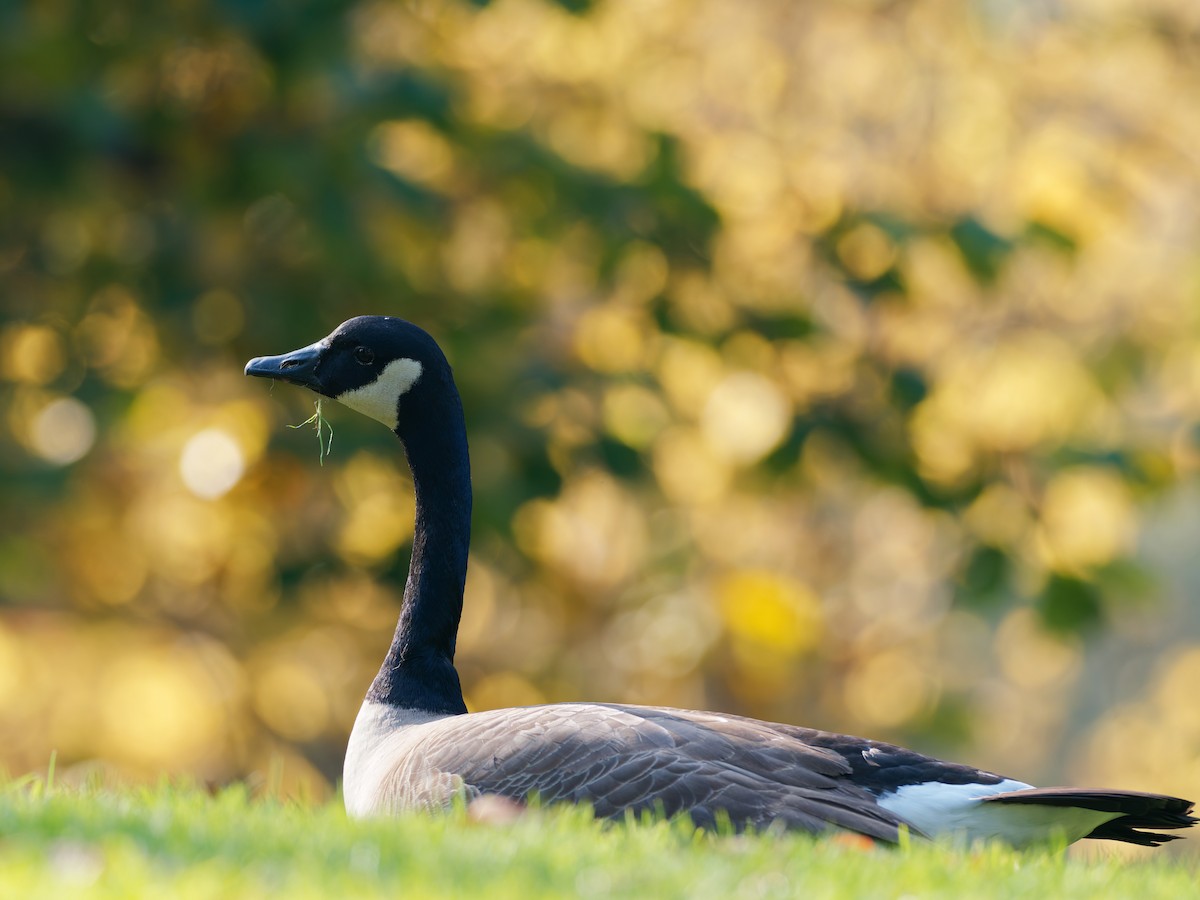 Канадская казарка - ML649265832