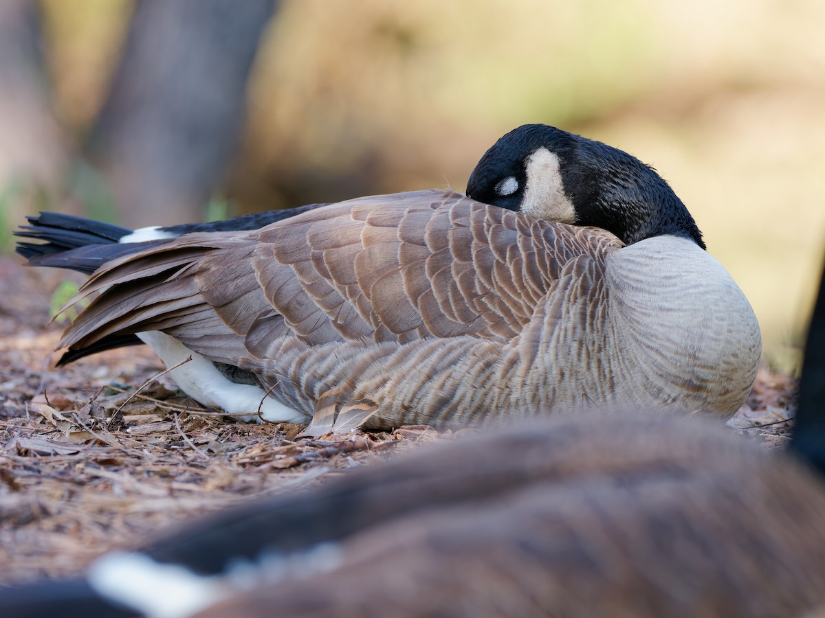 Канадская казарка - ML649265833