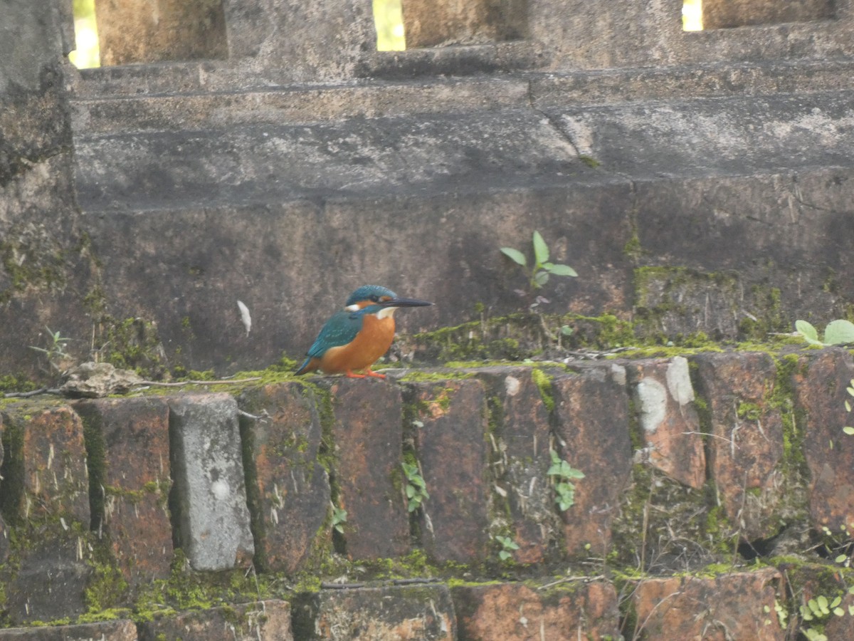 Yalıçapkını - ML649265836