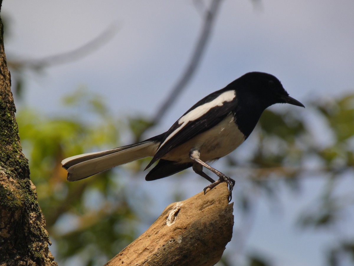 Çinhindi Alaca Bülbülü - ML649265850