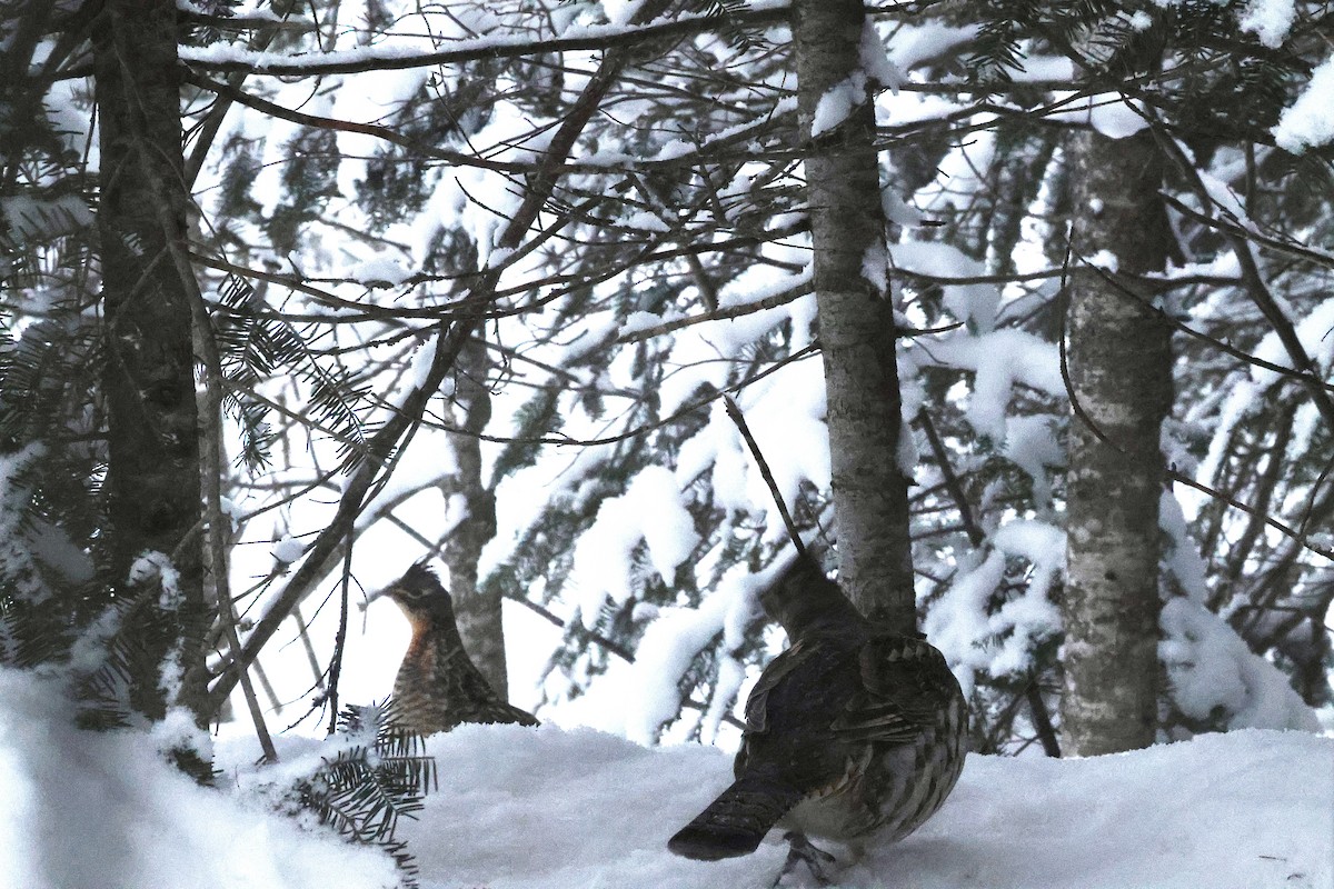 Ruffed Grouse - ML649265858