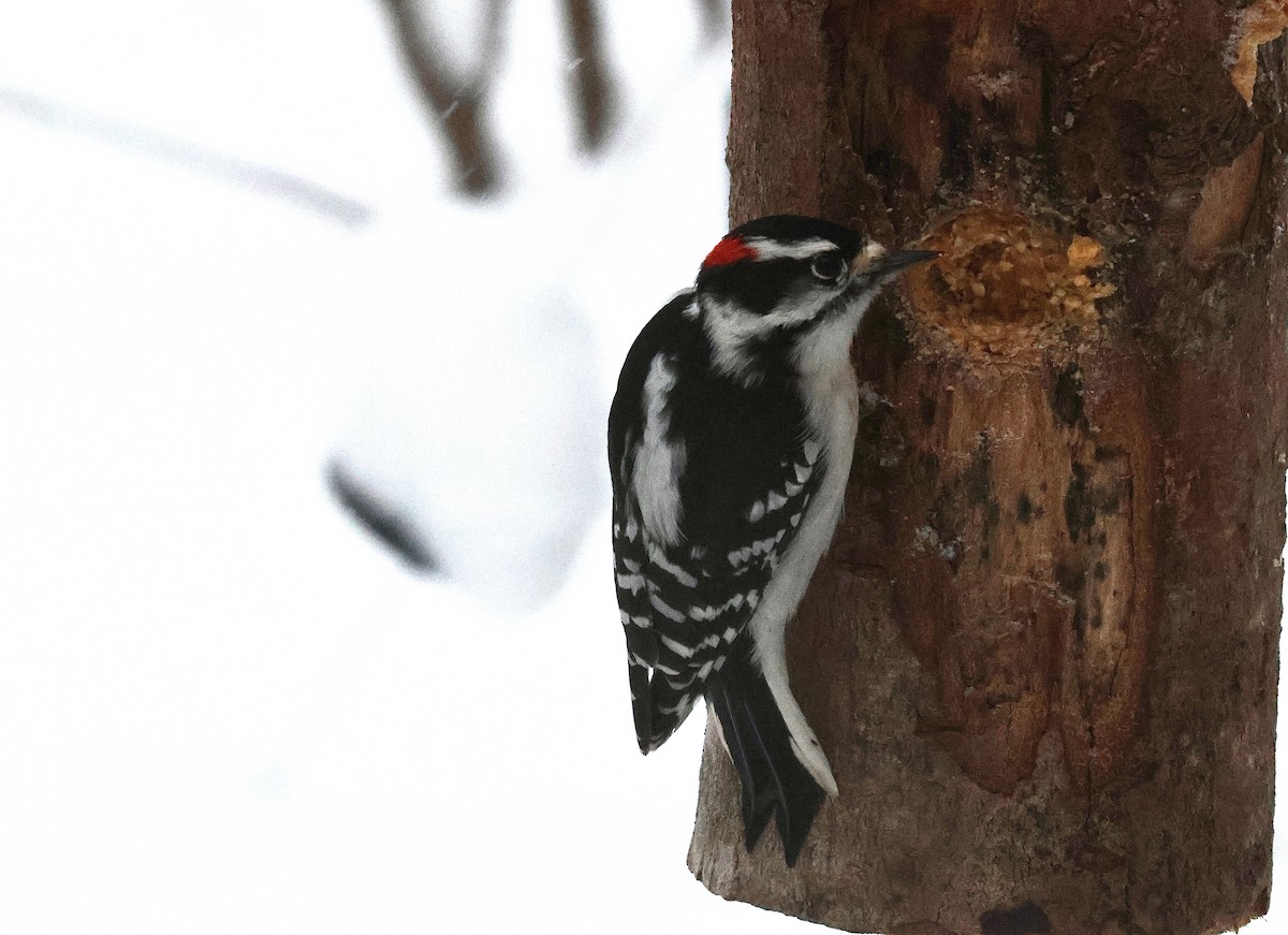 Downy Woodpecker - ML649265864