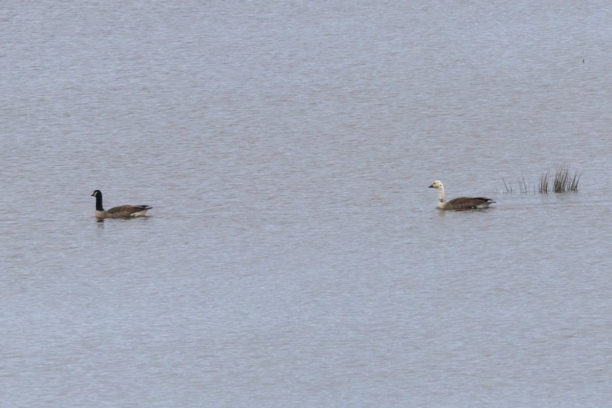 Канадская казарка - ML649265907