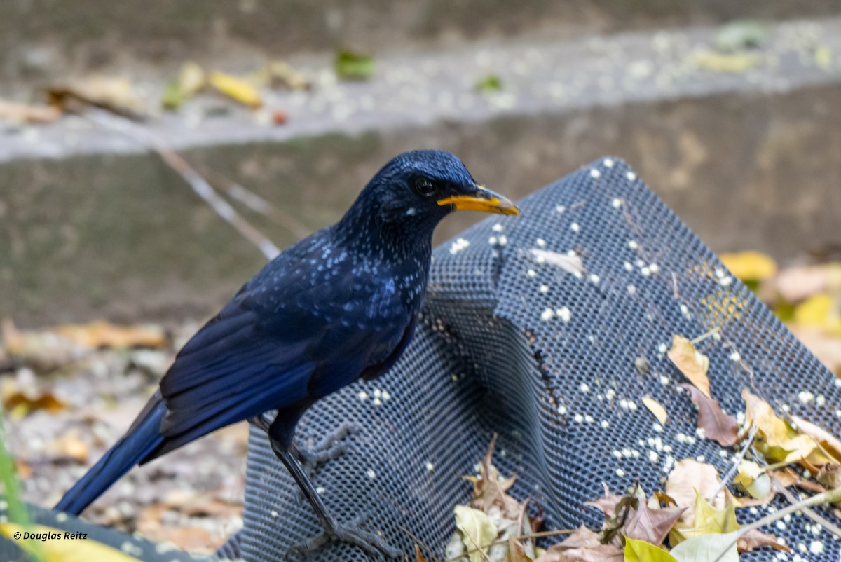 Аренга велика - ML649265975