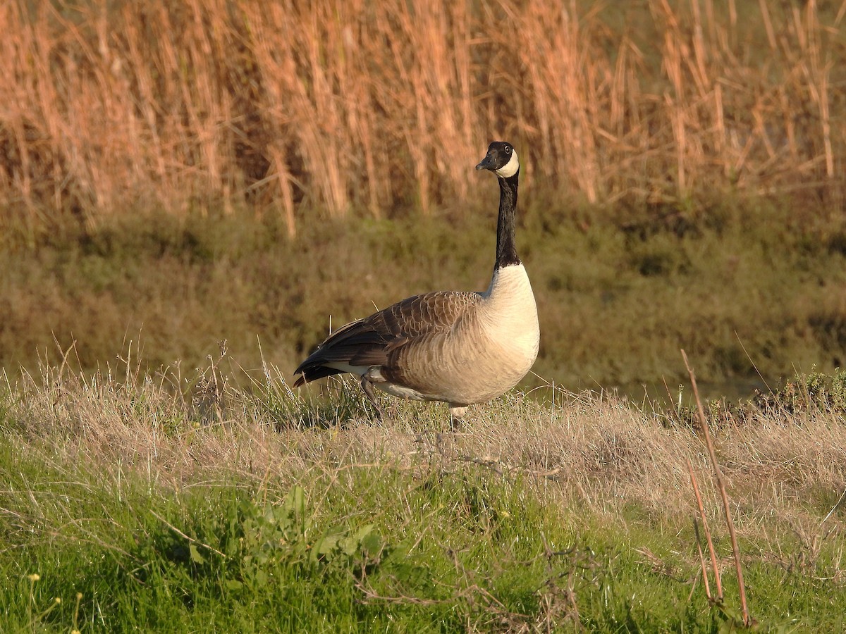 Канадская казарка - ML649266346