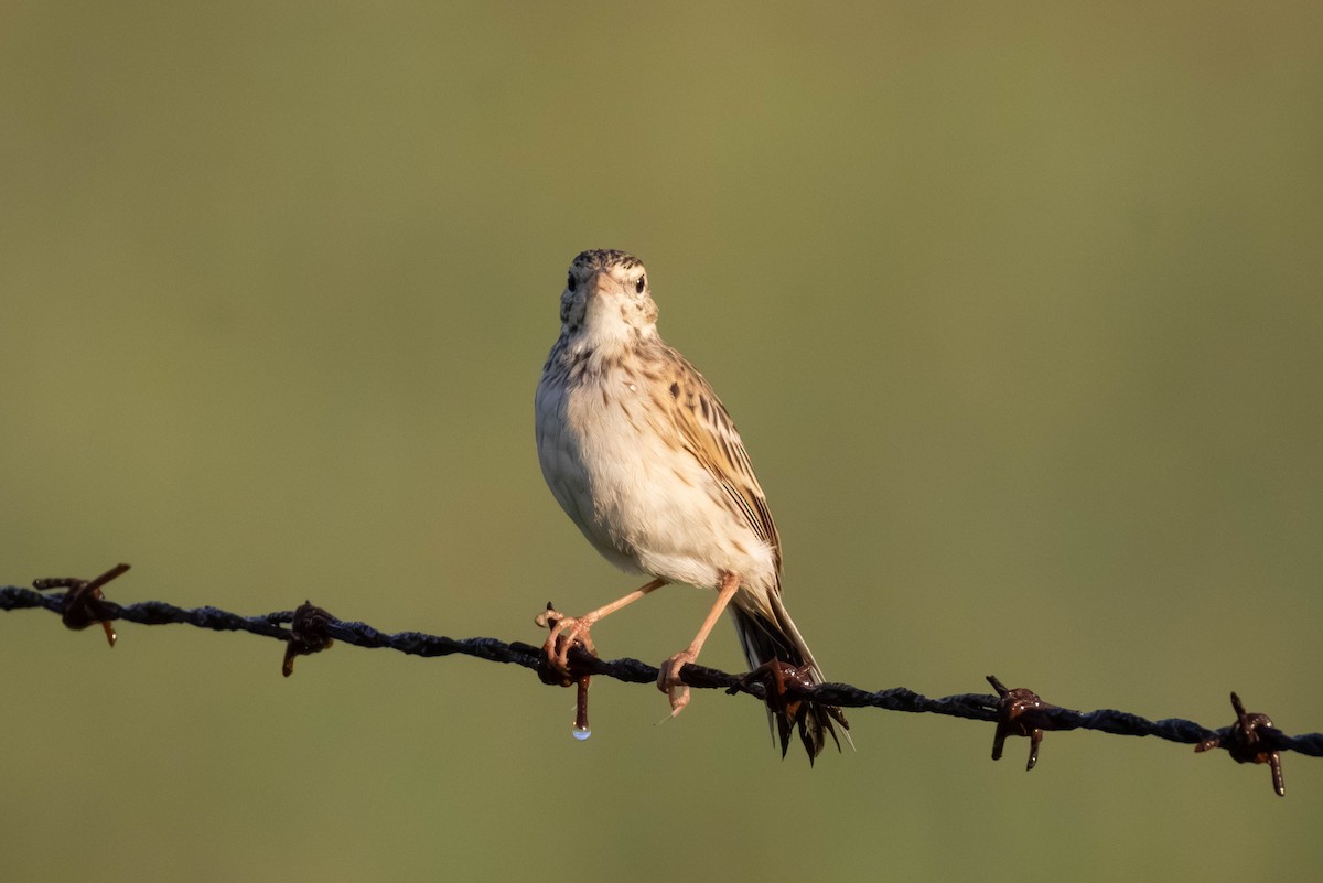 linduška australská - ML649266650