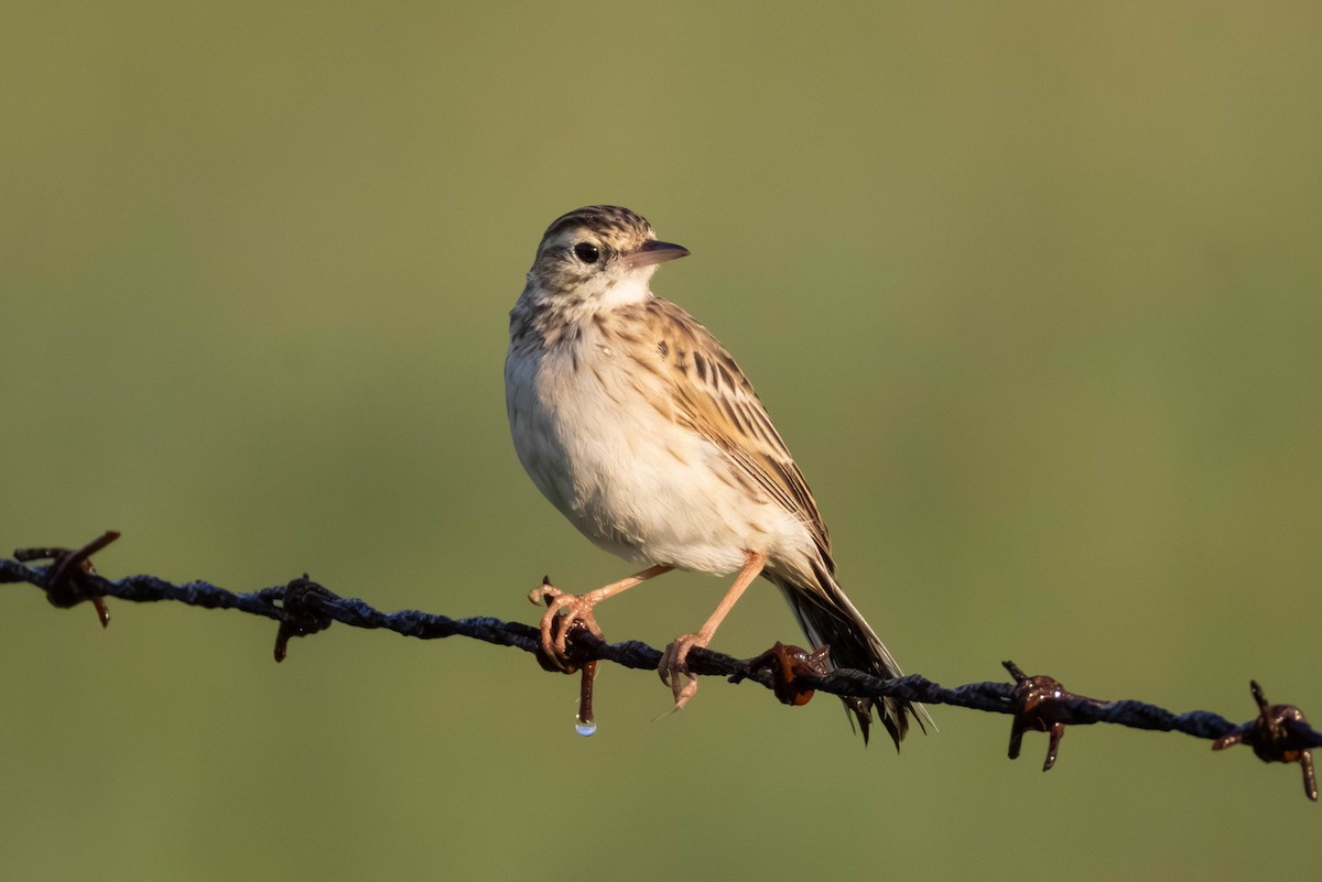 linduška australská - ML649266653