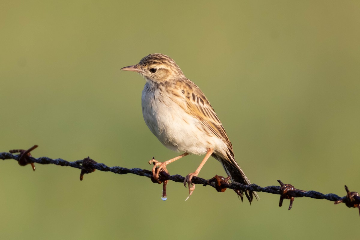 linduška australská - ML649266655