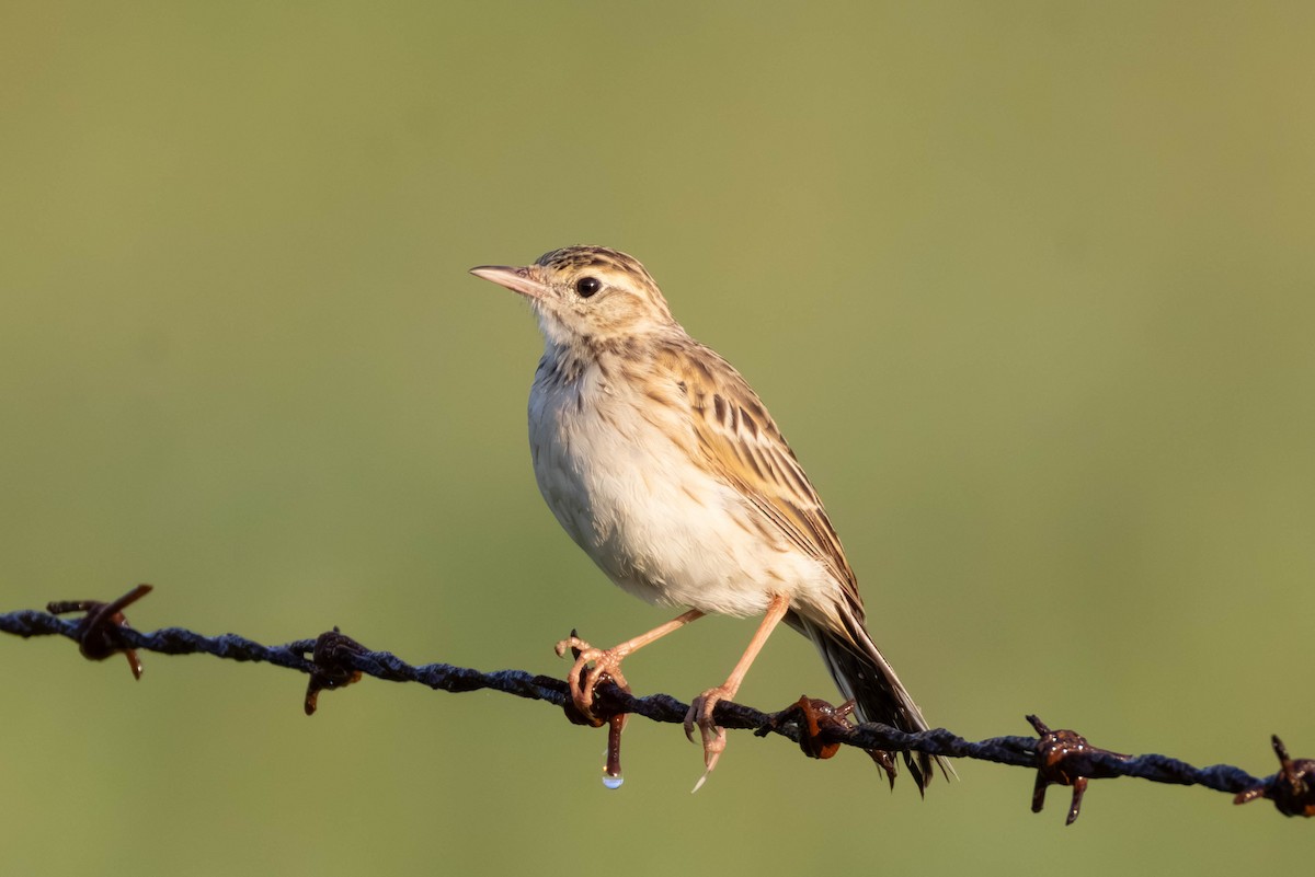 linduška australská - ML649266656