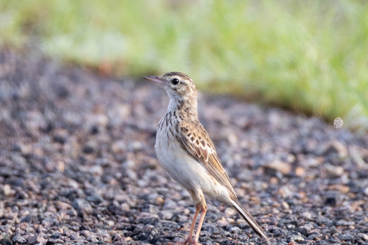 linduška australská - ML649266692