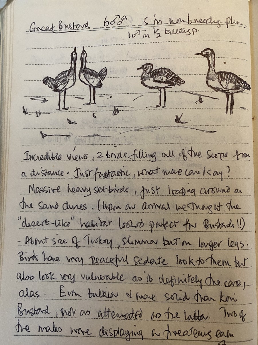 Great Bustard - ML649266823