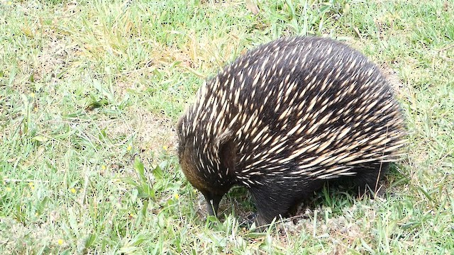 Short-beaked Echidna - ML649266956