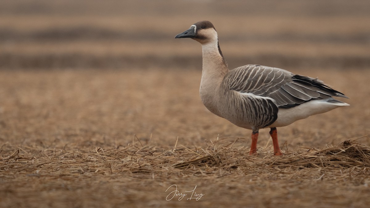 Ánsar Cisnal - ML649267001