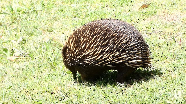 Short-beaked Echidna - ML649267112