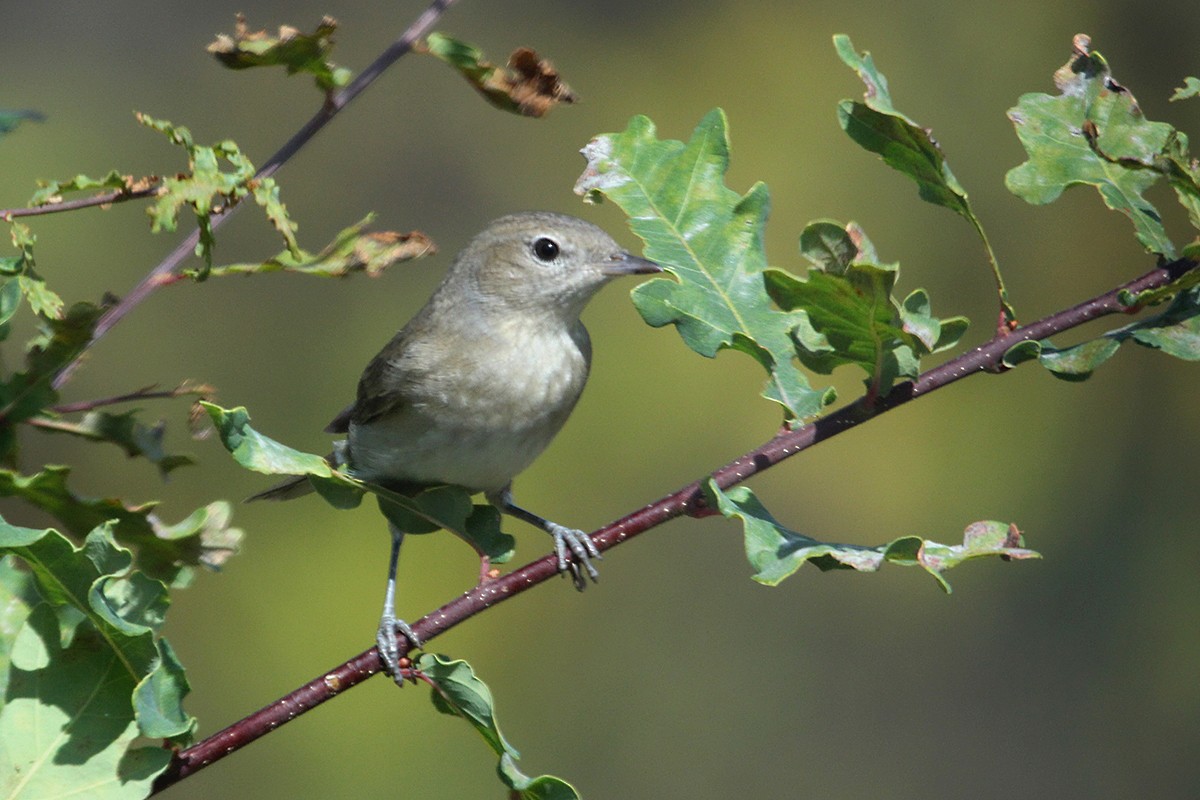 Fauvette des jardins - ML649267364