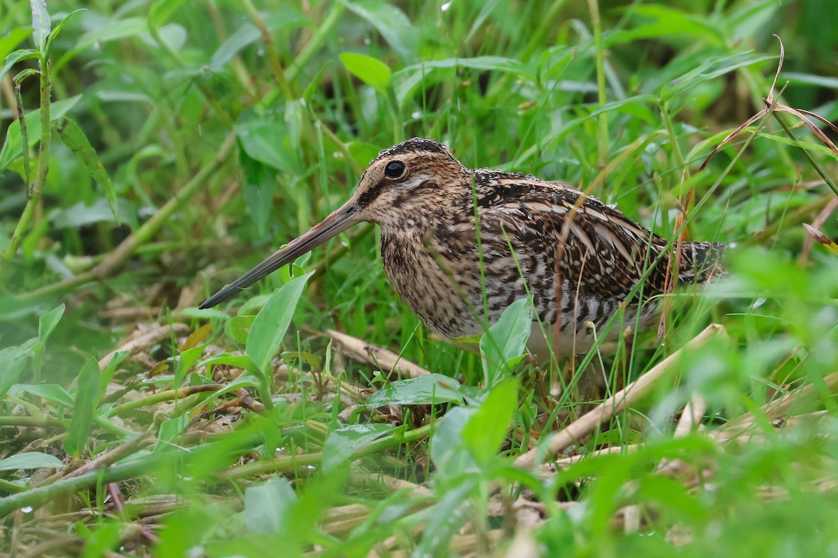 Common Snipe - ML649267580