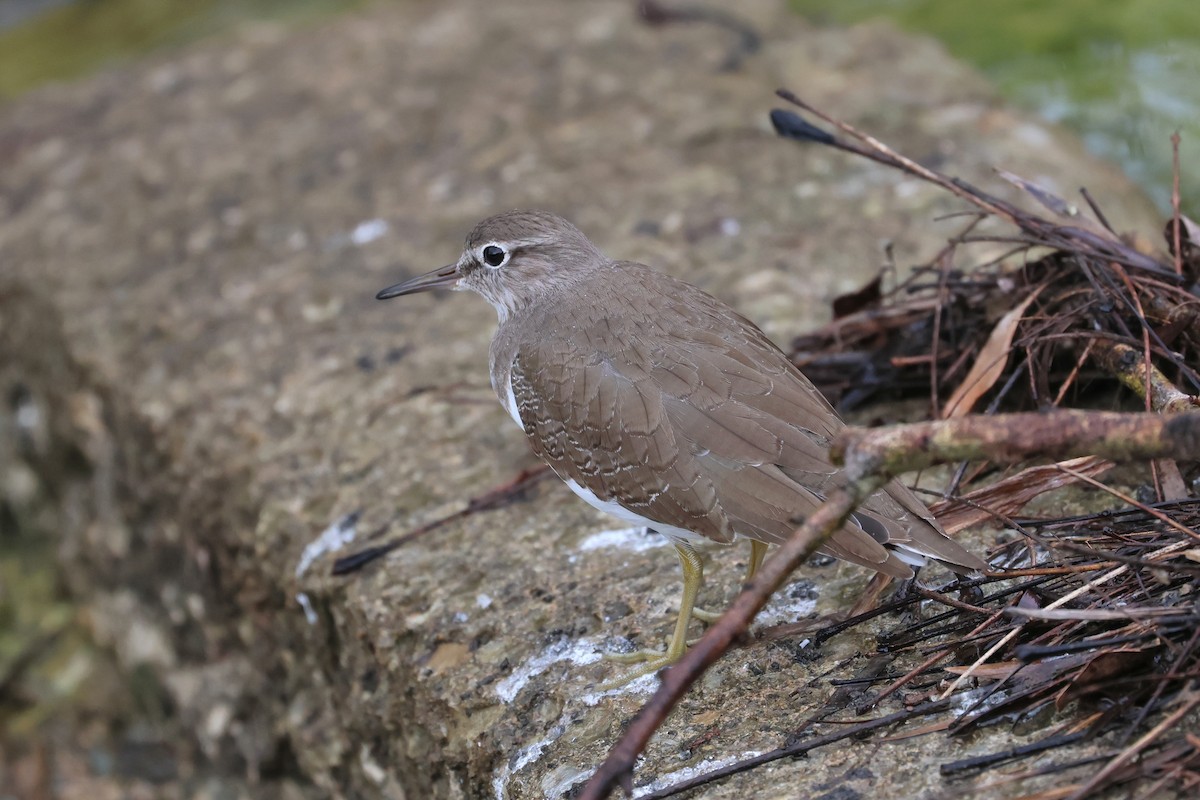 Common Sandpiper - ML649267585