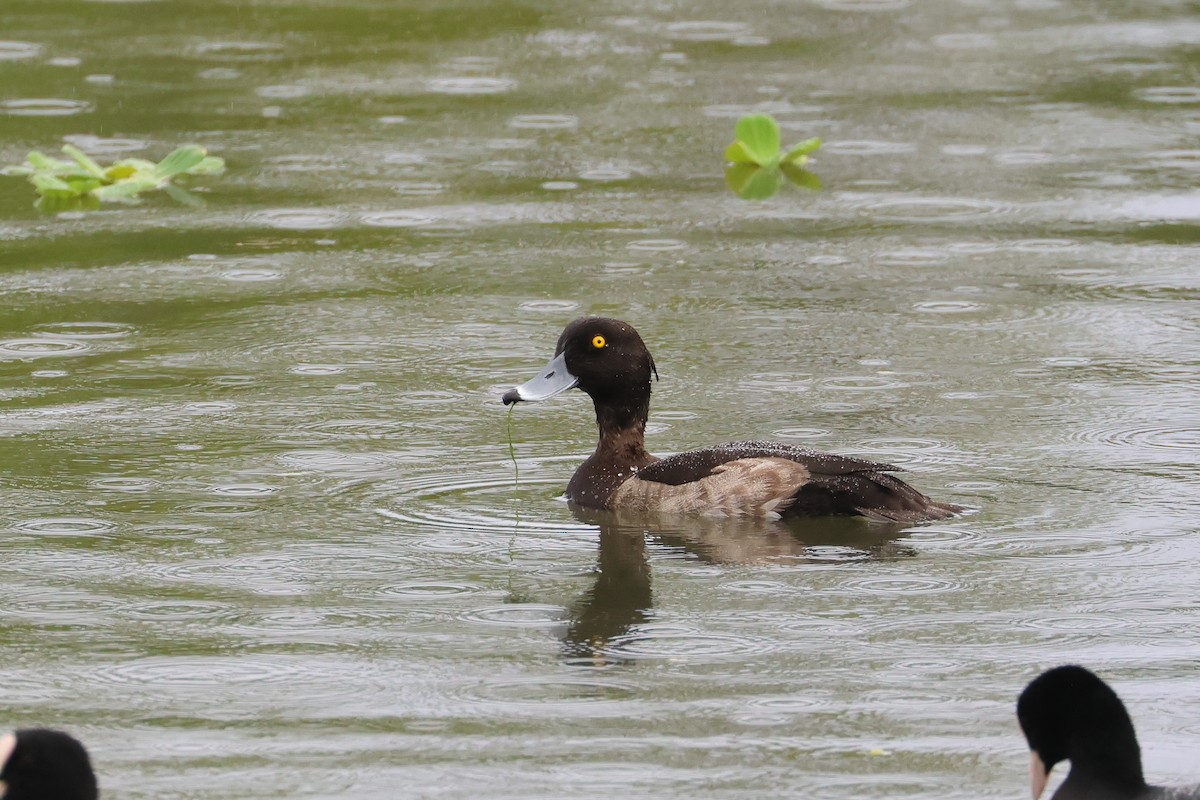 Tufted Duck - ML649267596