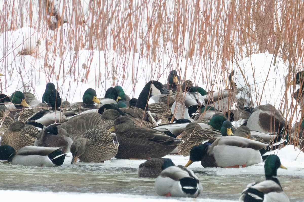 Канадская казарка - ML649267847