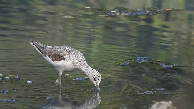 gluttsnipe - ML649267997