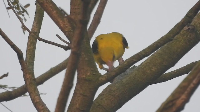 indiapirol - ML649268006