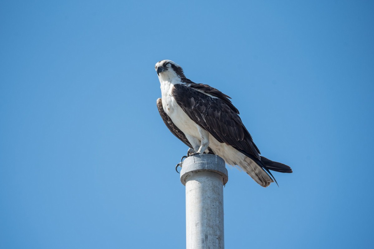 Скопа - ML649268010