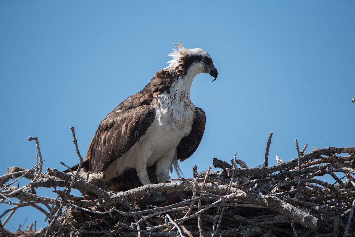 Скопа - ML649268014