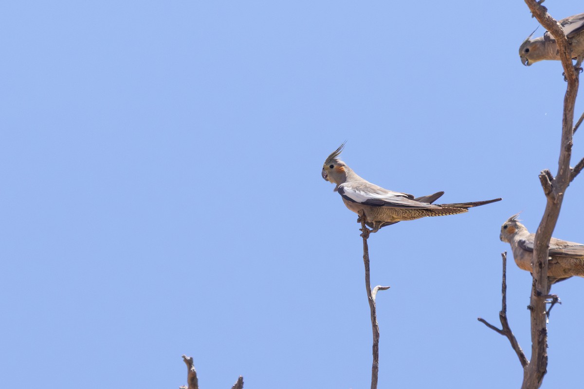 Cockatiel - ML649268055