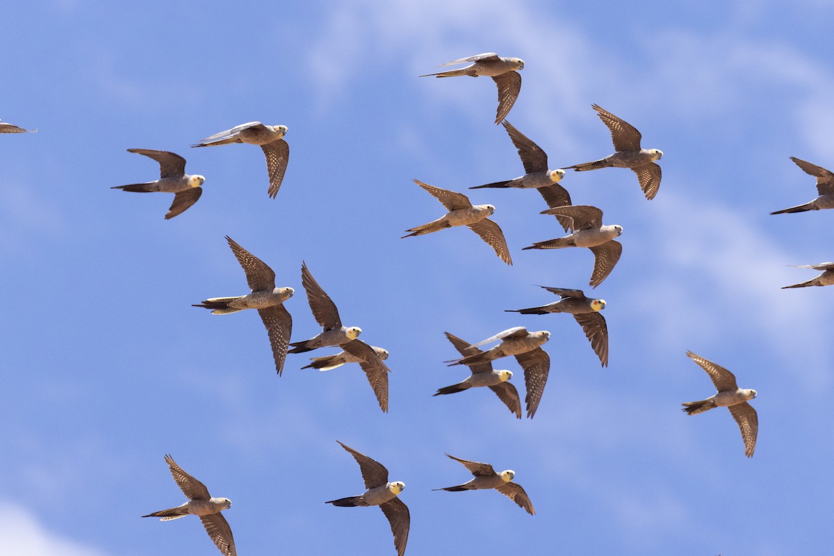 Cockatiel - ML649268061